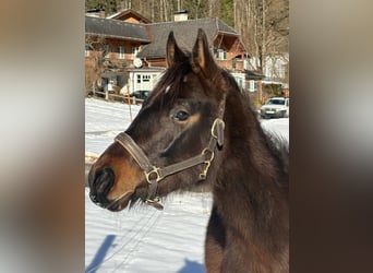 Meer ponys/kleine paarden, Merrie, 2 Jaar, Bruin