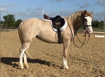 Meer ponys/kleine paarden, Merrie, 3 Jaar, 132 cm, Roan-Red