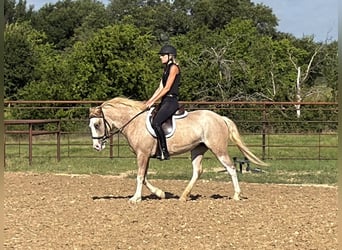 Meer ponys/kleine paarden, Merrie, 3 Jaar, 132 cm, Roan-Red