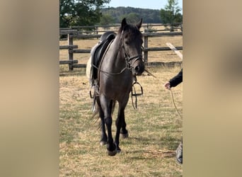 Meer ponys/kleine paarden, Merrie, 3 Jaar, 140 cm, Roan-Blue