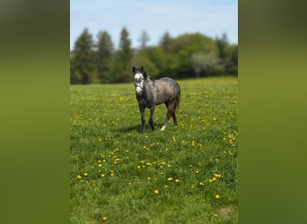 Meer ponys/kleine paarden, Merrie, 3 Jaar, 142 cm, Appelschimmel