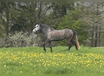 Meer ponys/kleine paarden, Merrie, 3 Jaar, 142 cm, Appelschimmel