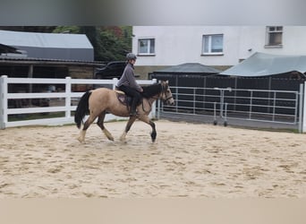 Meer ponys/kleine paarden, Merrie, 3 Jaar, 142 cm, Buckskin