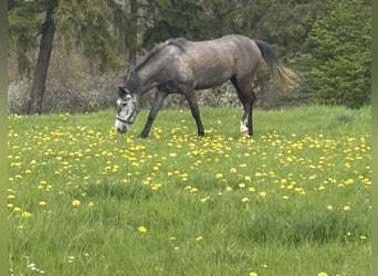 Meer ponys/kleine paarden, Merrie, 3 Jaar, 143 cm, kan schimmel zijn