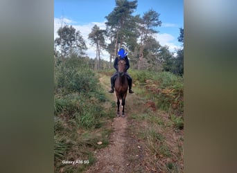 Meer ponys/kleine paarden, Merrie, 3 Jaar, 147 cm, Bruin