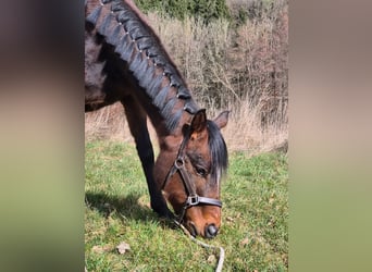 Meer ponys/kleine paarden, Merrie, 3 Jaar, 148 cm, Bruin