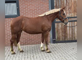 Meer ponys/kleine paarden Mix, Merrie, 3 Jaar, 150 cm, Vos