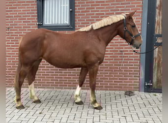 Meer ponys/kleine paarden Mix, Merrie, 3 Jaar, 150 cm, Vos