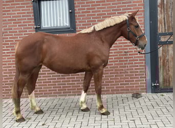 Meer ponys/kleine paarden Mix, Merrie, 3 Jaar, 150 cm, Vos