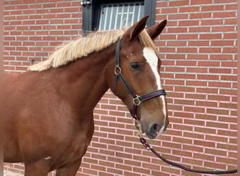 Meer ponys/kleine paarden Mix, Merrie, 3 Jaar, 150 cm, Vos