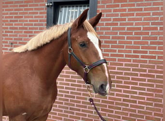 Meer ponys/kleine paarden Mix, Merrie, 3 Jaar, 150 cm, Vos