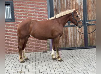 Meer ponys/kleine paarden Mix, Merrie, 3 Jaar, 150 cm, Vos