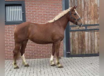 Meer ponys/kleine paarden Mix, Merrie, 3 Jaar, 150 cm, Vos
