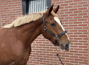 Meer ponys/kleine paarden Mix, Merrie, 3 Jaar, 150 cm, Vos