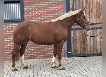 Meer ponys/kleine paarden Mix, Merrie, 3 Jaar, 150 cm, Vos