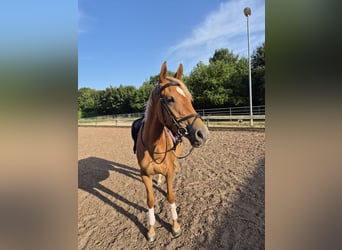 Meer ponys/kleine paarden, Merrie, 3 Jaar, 153 cm, Vos