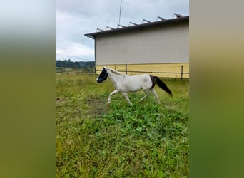 Meer ponys/kleine paarden, Merrie, 4 Jaar, 116 cm, Gevlekt-paard