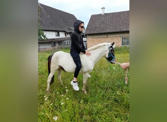 Meer ponys/kleine paarden, Merrie, 4 Jaar, 116 cm, Gevlekt-paard