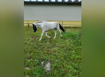 Meer ponys/kleine paarden, Merrie, 4 Jaar, 116 cm, Gevlekt-paard
