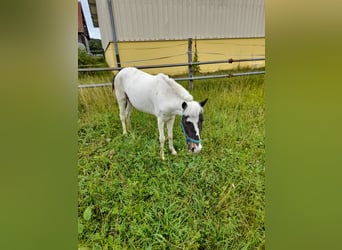 Meer ponys/kleine paarden, Merrie, 4 Jaar, 116 cm, Gevlekt-paard