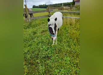 Meer ponys/kleine paarden, Merrie, 4 Jaar, 116 cm, Gevlekt-paard