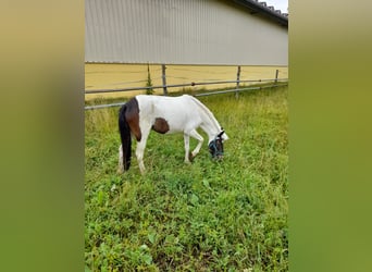 Meer ponys/kleine paarden, Merrie, 4 Jaar, 116 cm, Gevlekt-paard