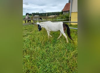 Meer ponys/kleine paarden, Merrie, 4 Jaar, 116 cm, Gevlekt-paard