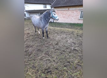 Meer ponys/kleine paarden Mix, Merrie, 4 Jaar, 123 cm