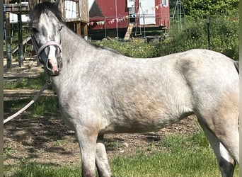 Meer ponys/kleine paarden, Merrie, 4 Jaar, 125 cm, Schimmel