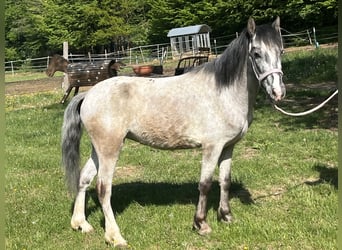 Meer ponys/kleine paarden, Merrie, 4 Jaar, 125 cm, Schimmel