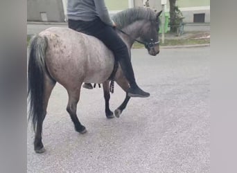 Meer ponys/kleine paarden, Merrie, 4 Jaar, 130 cm, Roan-Bay