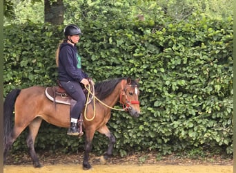 Meer ponys/kleine paarden, Merrie, 4 Jaar, 133 cm, Bruin