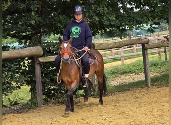 Meer ponys/kleine paarden, Merrie, 4 Jaar, 133 cm, Bruin