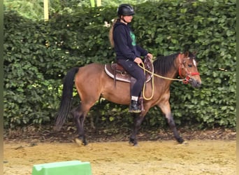 Meer ponys/kleine paarden, Merrie, 4 Jaar, 133 cm, Bruin