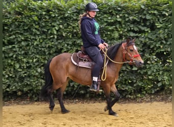 Meer ponys/kleine paarden, Merrie, 4 Jaar, 133 cm, Bruin