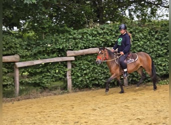 Meer ponys/kleine paarden, Merrie, 4 Jaar, 133 cm, Bruin