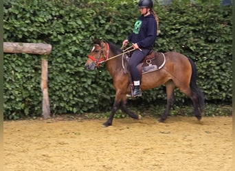 Meer ponys/kleine paarden, Merrie, 4 Jaar, 133 cm, Bruin