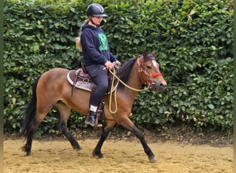 Meer ponys/kleine paarden, Merrie, 4 Jaar, 133 cm, Bruin