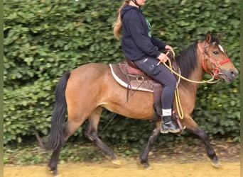 Meer ponys/kleine paarden, Merrie, 4 Jaar, 133 cm, Bruin