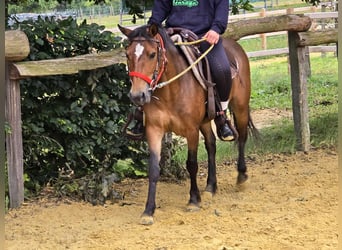 Meer ponys/kleine paarden, Merrie, 4 Jaar, 133 cm, Bruin