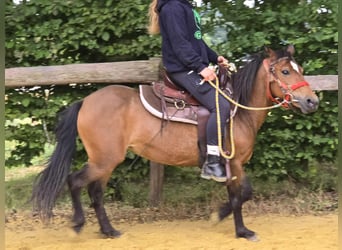 Meer ponys/kleine paarden, Merrie, 4 Jaar, 133 cm, Bruin