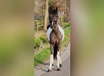 Meer ponys/kleine paarden, Merrie, 4 Jaar, 135 cm, Gevlekt-paard