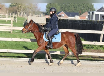 Meer ponys/kleine paarden, Merrie, 4 Jaar, 140 cm, Bruin
