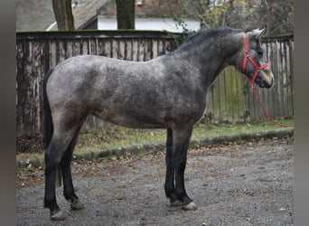 Meer ponys/kleine paarden, Merrie, 4 Jaar, 142 cm, Rood schimmel
