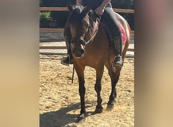 Meer ponys/kleine paarden, Merrie, 4 Jaar, 144 cm, Bruin