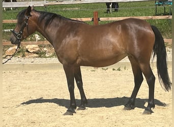 Meer ponys/kleine paarden, Merrie, 4 Jaar, 144 cm, Bruin