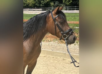 Meer ponys/kleine paarden, Merrie, 4 Jaar, 144 cm, Bruin