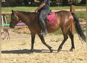 Meer ponys/kleine paarden, Merrie, 4 Jaar, 144 cm, Bruin
