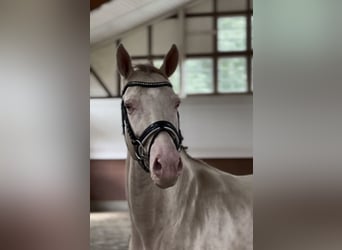 Meer ponys/kleine paarden, Merrie, 4 Jaar, 145 cm, Cremello