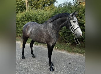 Meer ponys/kleine paarden, Merrie, 4 Jaar, 148 cm, Appelschimmel